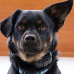 private lessons private dog training lessons in seattle