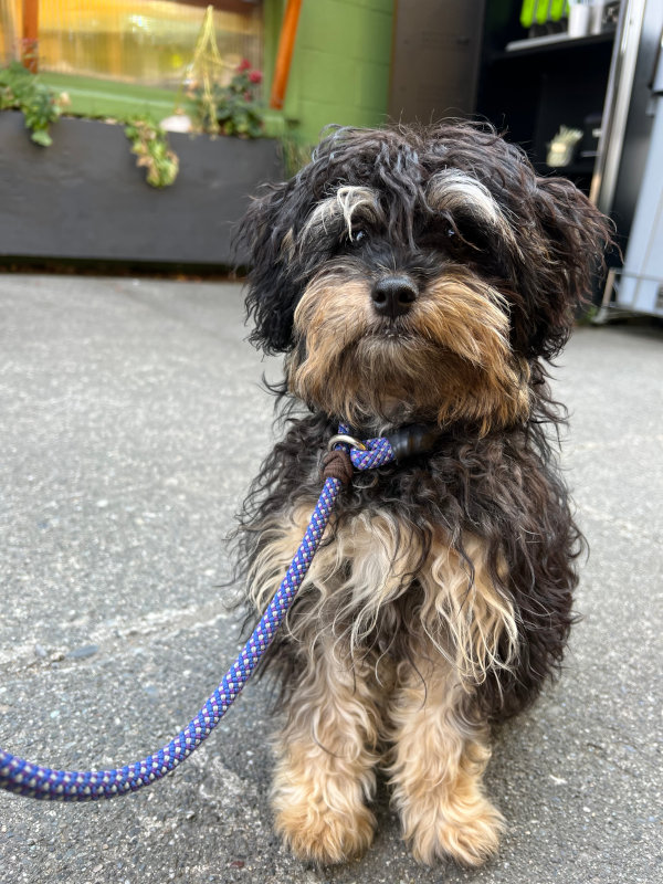 puppy boarding in seattle