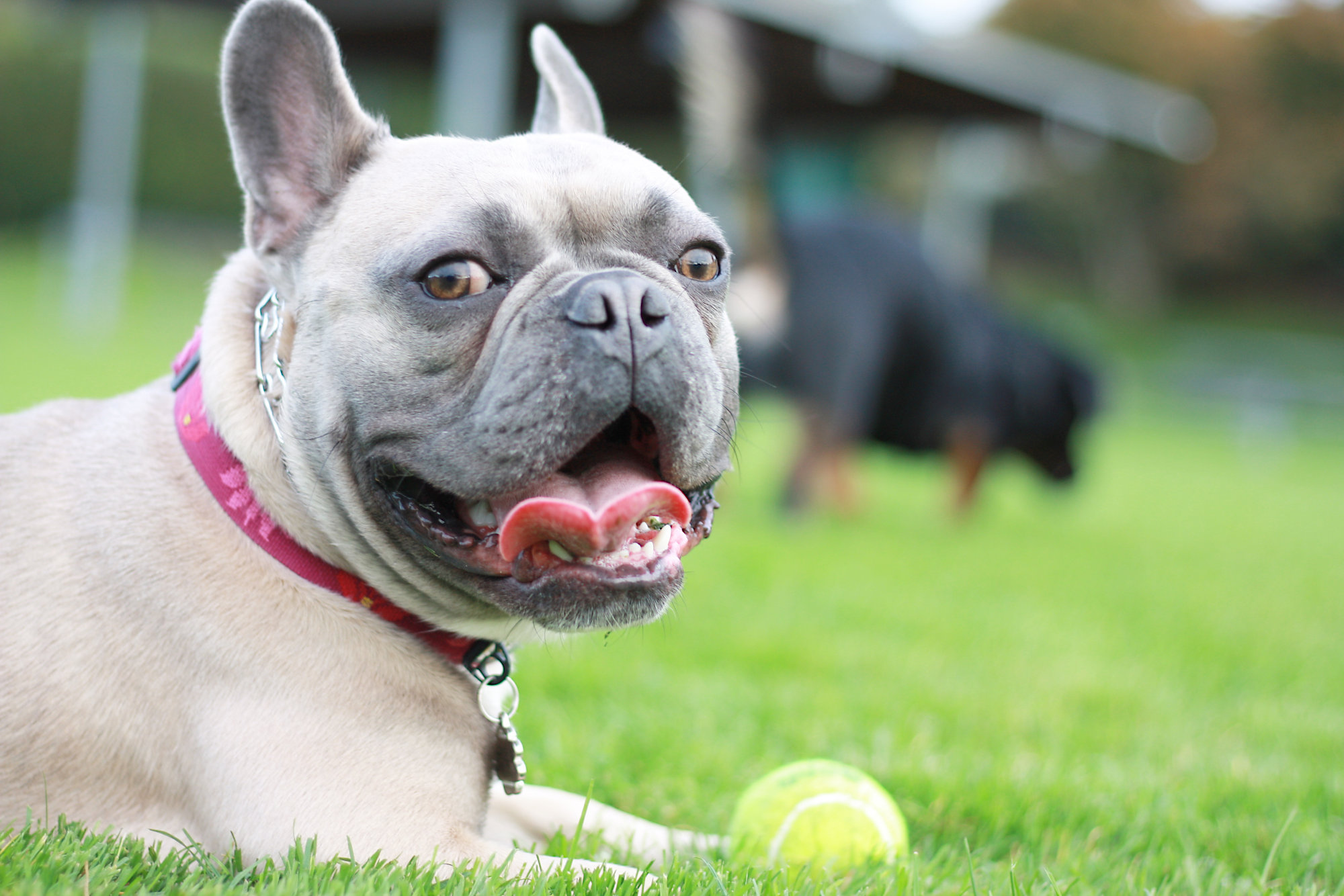 dog training seattle