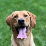 private-dog-lessons-seattle private dog lessons seattle