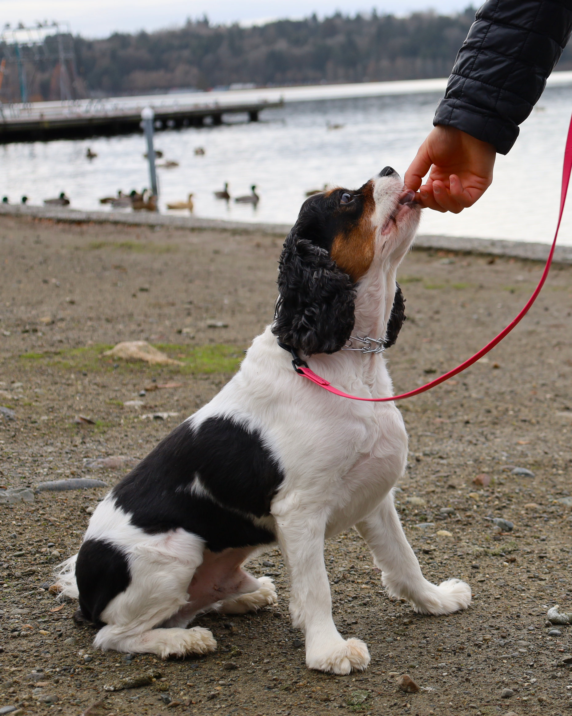 private dog training lessons in seattle