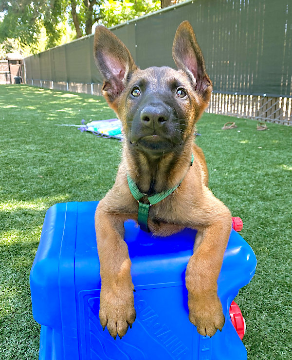 puppy daycare training