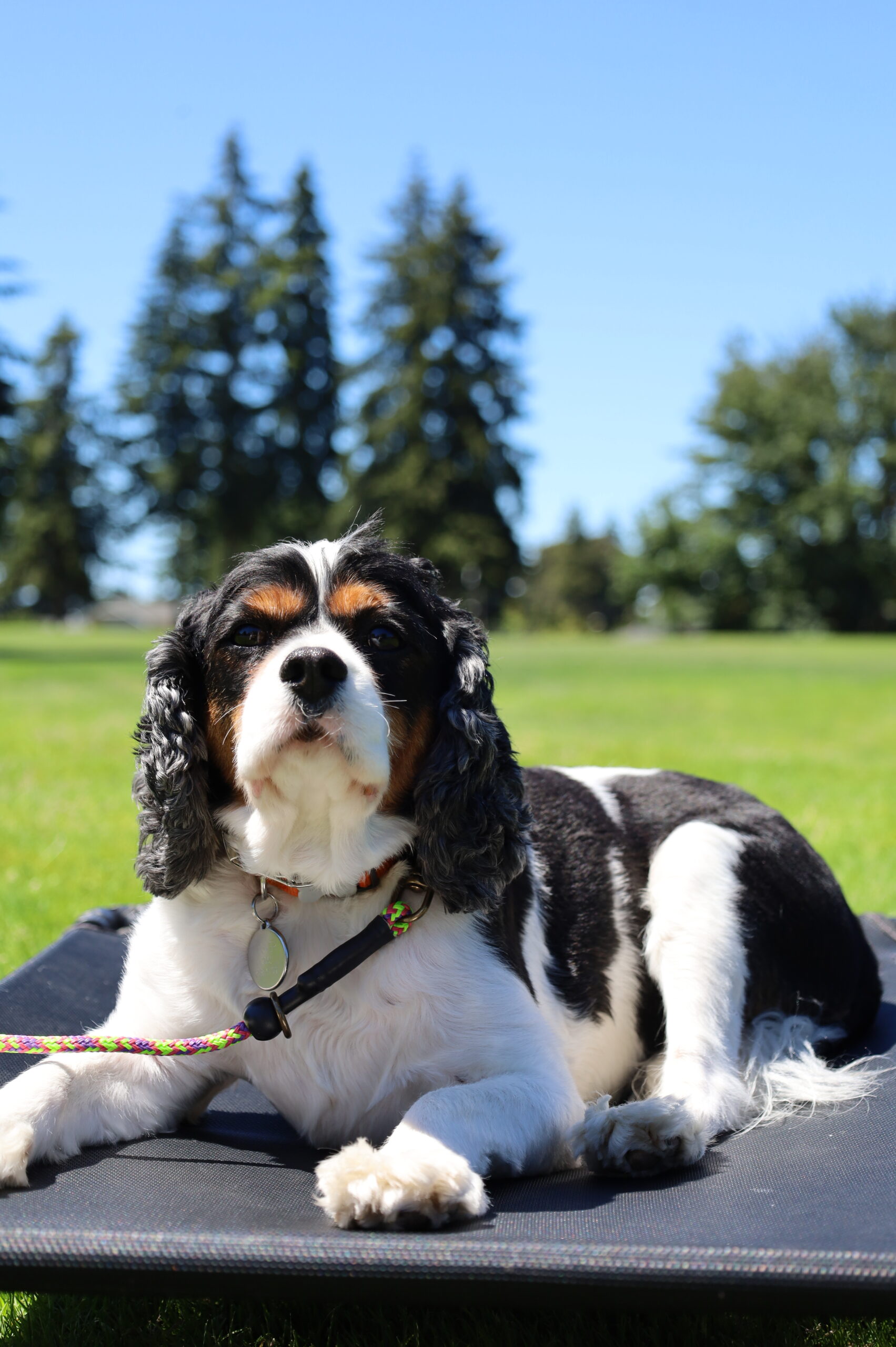 dog boarding services in seattle